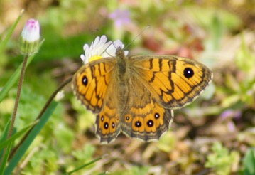 Papillons La Vall e des Buis de Buxerolles