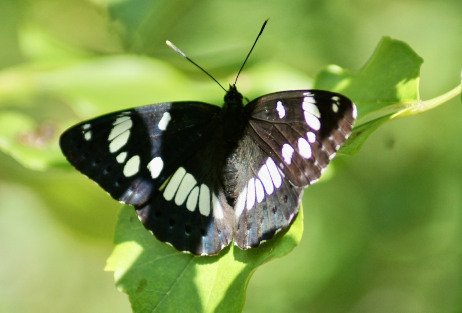 Papillons La Vall e des Buis de Buxerolles