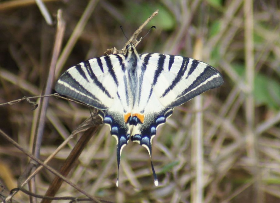 Papillons La Vall e des Buis de Buxerolles